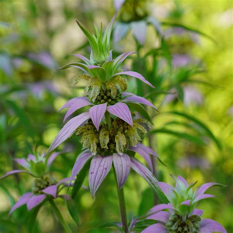 MN Native Horsemint Plants | Natural Shore Technologies