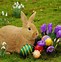 Image result for I'm the Easter Bunny