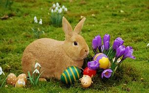 Image result for Photos of Easter Bunny