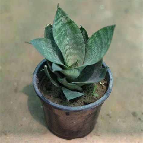 Snake Dwarf in 4 Inch Plastic Pot