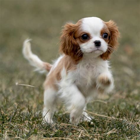 7 Smart Steps for Puppy Proofing a Cavalier Home