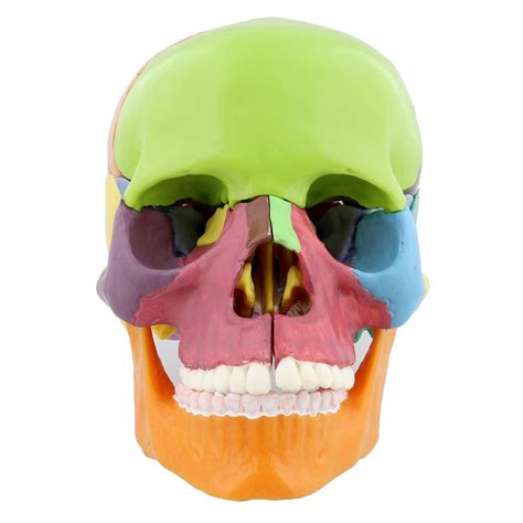 Buy XYSQWZ Anatomical Model Head, Human Skull Model, 4D Anatomy Didactic Skull Model, Didactic ...