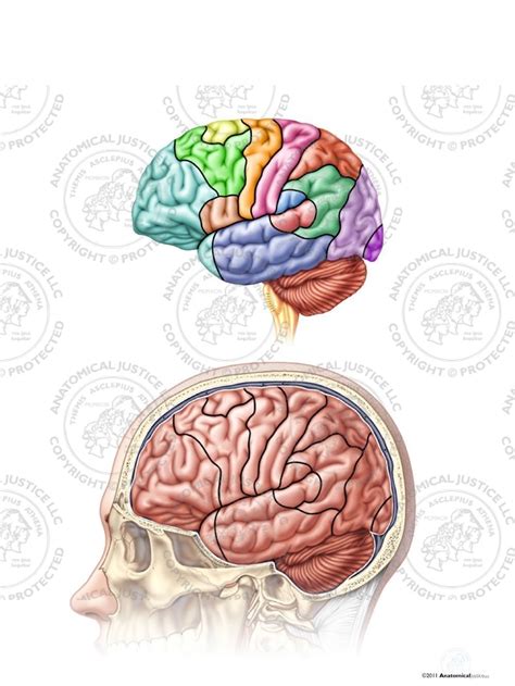 Brain Function 的图像结果