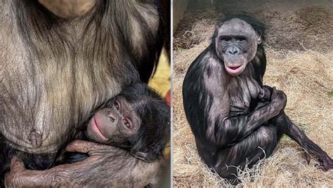 Milwaukee County Zoo bonobo birth; 1st born since 2016 | FOX6 Milwaukee