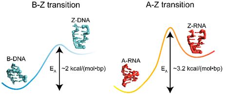 Image result for Z-DNA Function
