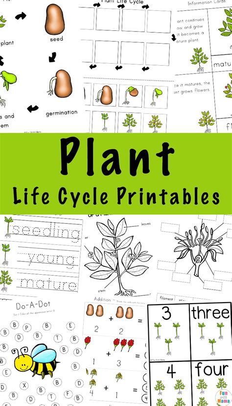 Free Printable Plant Life Cycle Worksheets