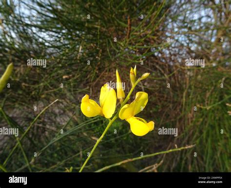 Spanish Broom (Spartium junceum) Plantae Stock Photo - Alamy