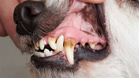 Common Dog Problems 的图像结果