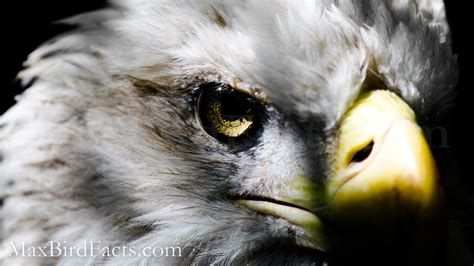 How Far Can An Eagle See – Mathematically Proving Birds Are Best - Welcome to MaxBirdFacts.com!!!