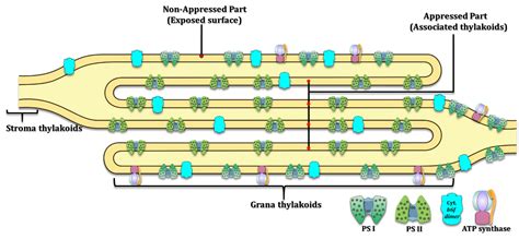 Mechanism of Photosynthesis| Light and Dark Reactions