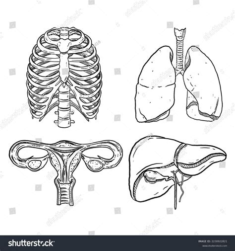 Set Sketch Hand Drawn Human Organ Stock Vector (Royalty Free) 2230922821 | Shutterstock