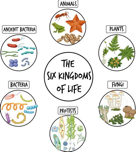 The Six Kingdom Of Life Worksheet - Worksheets Library