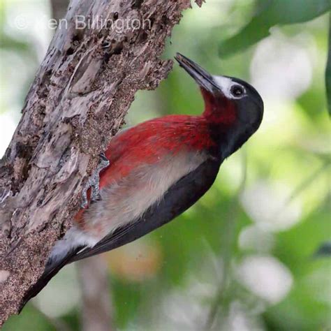 Puerto Rican Woodpecker Melanerpes portoricensis | Focusing on Wildlife