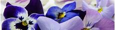 come coltivare fiori come coltivare i fiori eduli con coltivazione fuori suolo come coltivare fiori come coltivare i fiori eduli con coltivazione fuori suolo