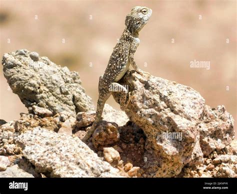 A closeup of a lizard crawling on rocks in a desert in Saudi Arabia ...