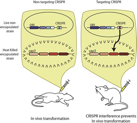 CRISPR Interference Can Prevent Natural Transformation and Virulence Acquisition during In Vivo ...