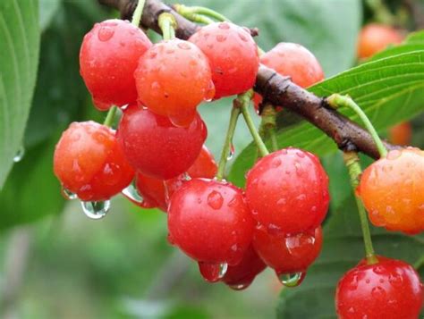 15种大樱桃品种鉴赏，个个都能刺激你的味蕾_腾讯新闻