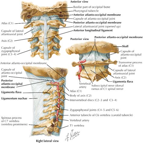 Craniocervical Junction and Cervical Spine Anatomy - Neuroimaging Clinics