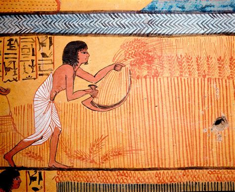 Ancient Egyptian Farming Wheat