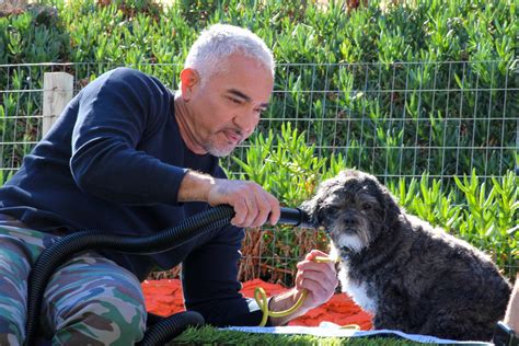 Cesar Millan Returns With Better Human Better Dog