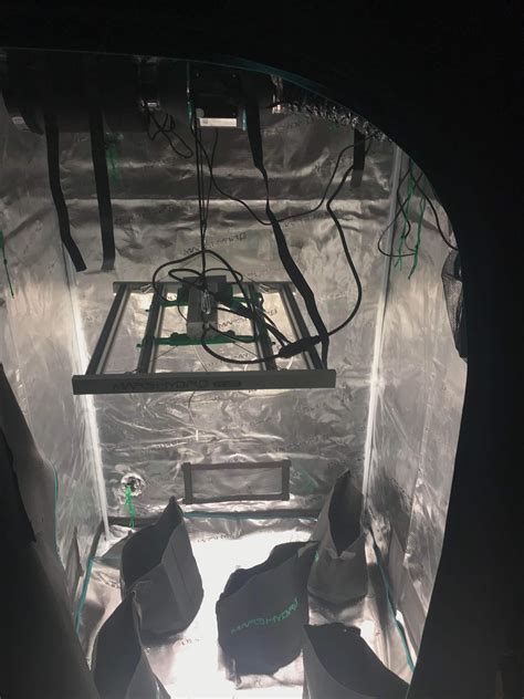 How many 5 gallon pots should I grow in 3x3 : r/GrowBuddy