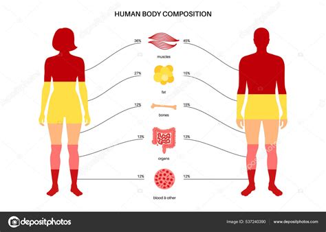 Body Composition Chart