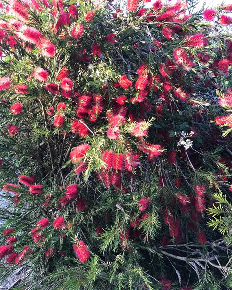 Callistemon Inferno – Lands End Nurseries