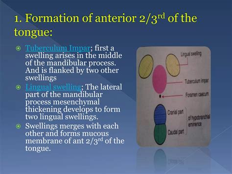 Embryology of tongue | PPTX