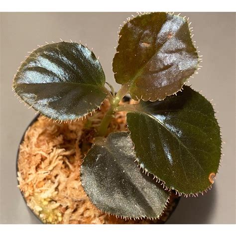 Ardisia sp. "Black Leaf" from Vietnam? | M・R・G・R