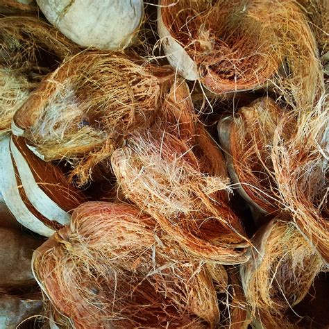 Trendy Coconut Husk Raw (1kg) : Amazon.in: Garden & Outdoors