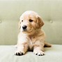 Image result for Really Cute Dogs