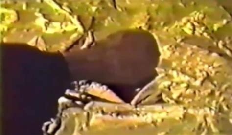 Image result for Alien Killing