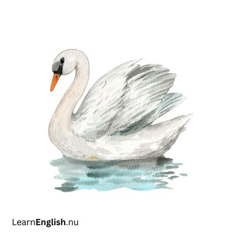 Bird Names in Spanish: 77 Birds in Spanish to English - learn spanish