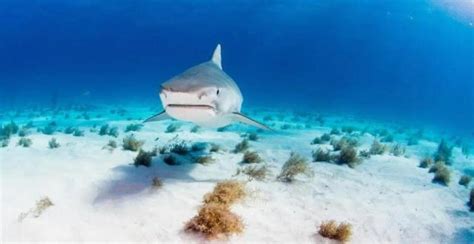 女子潜水被鲨鱼咬伤后遭网暴最新素材