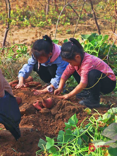 新昌小学幼儿园开展挖红薯农耕体验活动