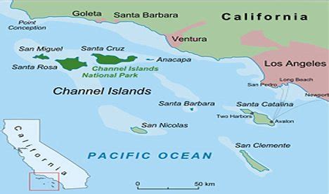 Image result for Axolotl Drawing Tutorial