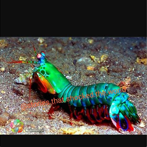 Tiger Mantis Shrimp Size