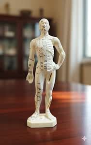 AcuPhysio Human Acupuncture Meridian Point Model 26cm/10.23inch ...