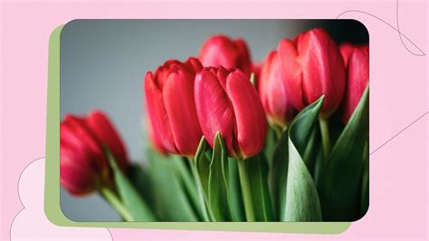 Tulip flower meaning and Symbolism - What do tulip colours mean