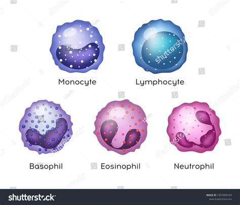 Differential Blood Count Neutrophils at Thelma Guerrero blog