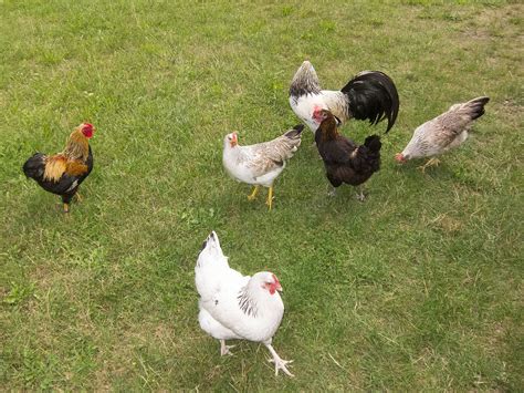 Why Don’t Chickens Fly?