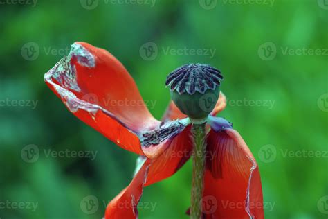 The opium poppy flower, in Latin papaver somniferum, is a red flowering ...