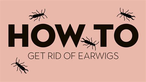 How to get rid of earwigs: natural ways to kill pincher bugs | Real Homes