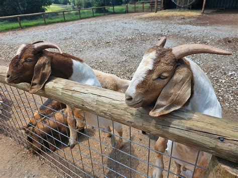 Adventure that You Can Touch: Atlanta Safari Park Review | Product ...