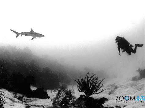 MAHAHUAL DIVE CENTRE (2026) All You Need to Know BEFORE You Go (with ...