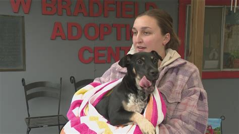 Austin Pets Alive! in need of emergency dog and cat fosters as winter ...