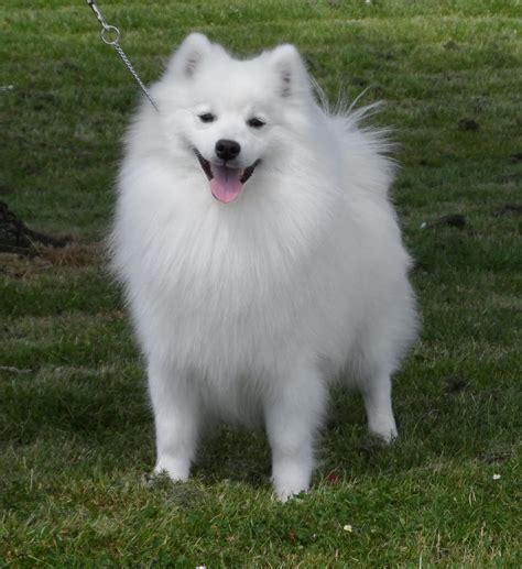Japanese Spitz - Puppies, Rescue, Pictures, Information, Temperament, Characteristics | Animals ...