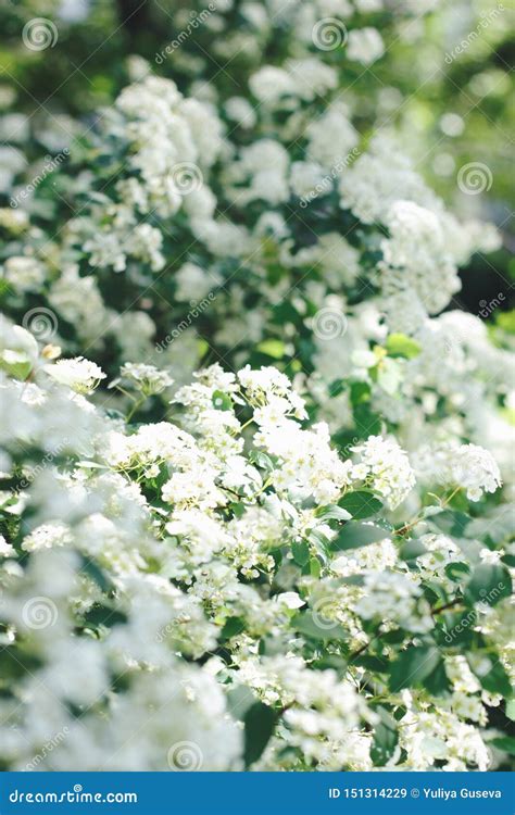 Flowering Spring White Flower Bush Stock Image - Image of bunch, color ...