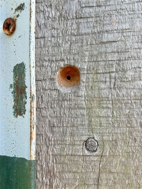 Carpenter Bee Removal in Richmond | Critter Authority