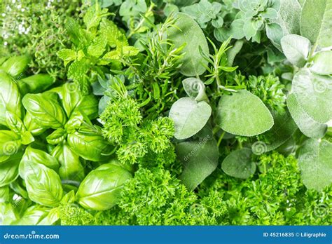 Fresh Herbs Basil, Marjoram, Parsley, Rosemary, Thyme, Sage Stock Image ...